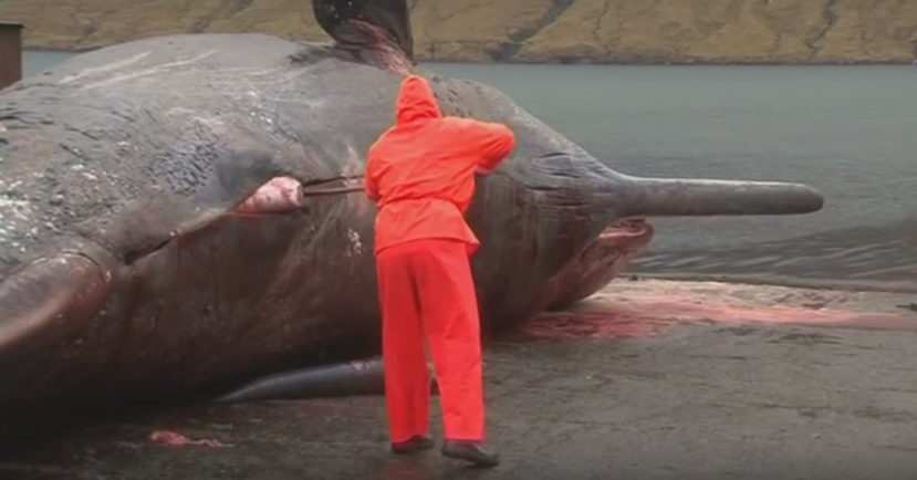 Imagini socante cu o balena de 30 de tone care EXPLODEAZA in timp ce este autopsiata de un biolog. VIDEO