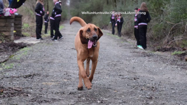 O catelusa din Alabama a participat fara voia ei la un maraton si a alergat cot la cot cu participantii. Pe ce loc a terminat