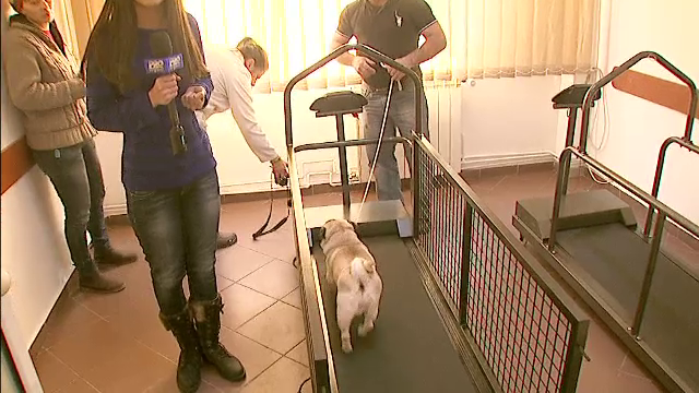 Fitness pentru "Boss" si "Ricky". Jumatate dintre cainii cu stapani sunt obezi: stau singuri si primesc hrana in exces