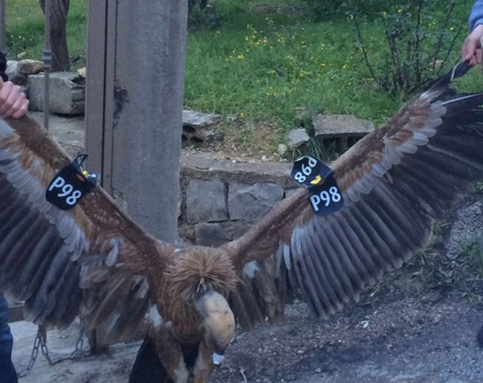 Libanul "a arestat un vultur spion al Israelului". Pasarea a fost legata cu funie de mai multi localnici