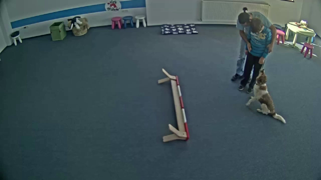 Maidanezii au devenit acum un ajutor pentru persoanele cu dizabilitati. Centrul deschis in Bucuresti, unic in Europa