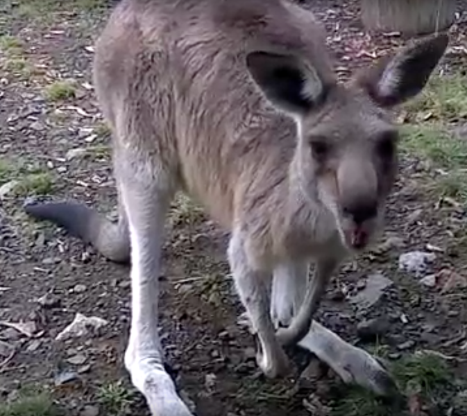 Tanar australian, acuzat ca planuia sa atace politisti cu un cangur incarcat cu explozibil si pictat cu simbolul SI