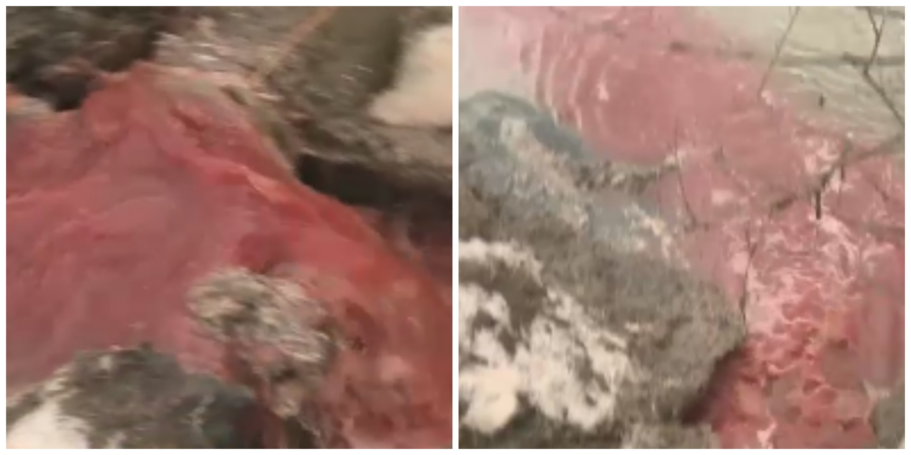 Dezastru ecologic in Republica Moldova. Cine sunt vinovatii pentru "raurile de sange" care curg in Floreni