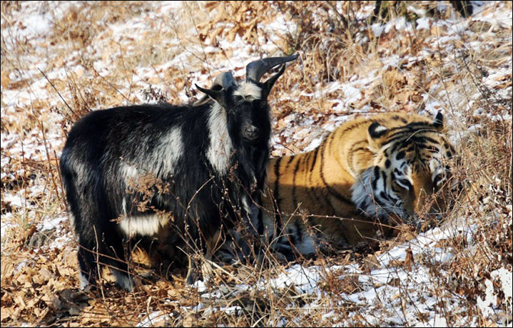 Amur si Timur nu mai locuiesc in acelasi tarc, dupa ce "s-au suparat": "S-a napustit cu coarnele la tigru". VIDEO