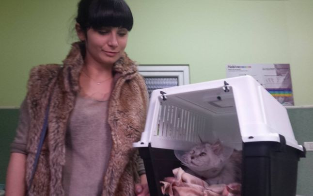 A cumparat din mall o pisica de rasa, cu 1.600 de lei. Ce a descoperit cand a ajuns acasa