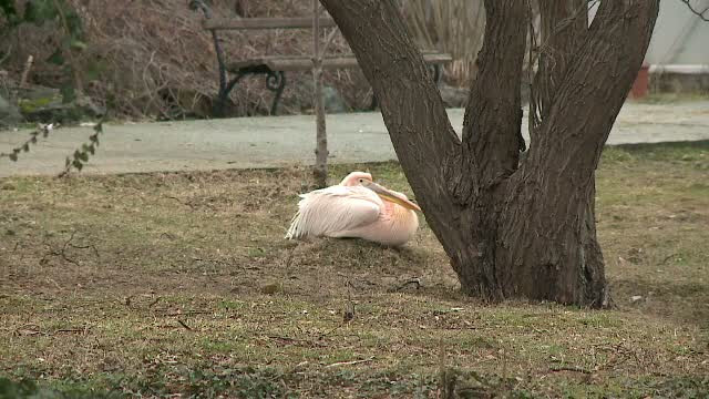 Pelicanul care s-a izolat si e trist dupa ce prietenul sau, paznicul Gheorghe, a murit. "Considera omul unul dintre ai lui"