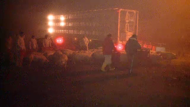 Camion cu porci, rasturnat pe un camp din Timis. Martorii si pompierii s-au mobilizat si au recuperat animalele