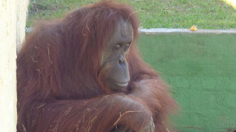 Povestea trista a acestui urangutan a facut inconjurul lumii. Motivul pentru care mii de oameni vor sa-i schimbe destinul