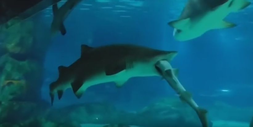 O tanara a ajuns la spital cu rechinul care a muscat-o prins de mana ei. FOTO