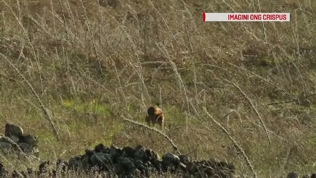 Fiara prezenta in tot mai multe zone din Romania, care a bagat spaima in localnici. "Nici la 12 noaptea nu poti sa te culci"