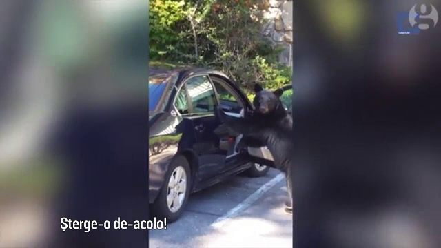 Ursii care isi semneaza sentinta la moarte, dupa ce au invatat sa deschida usa masinilor. Avertismentul transmis de biologi