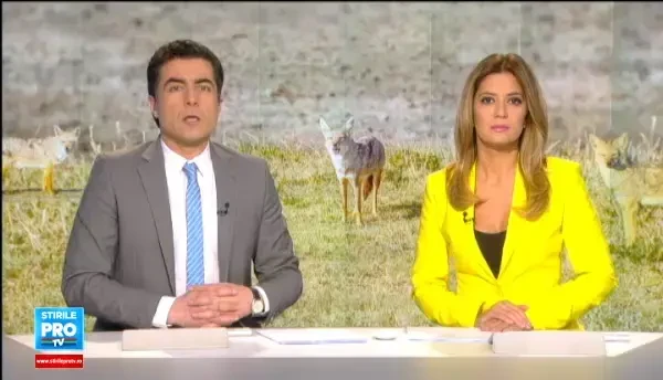 Fiara prezenta in tot mai multe zone din Romania, care a bagat spaima in localnici. Nici la 12 noaptea nu poti sa te culci