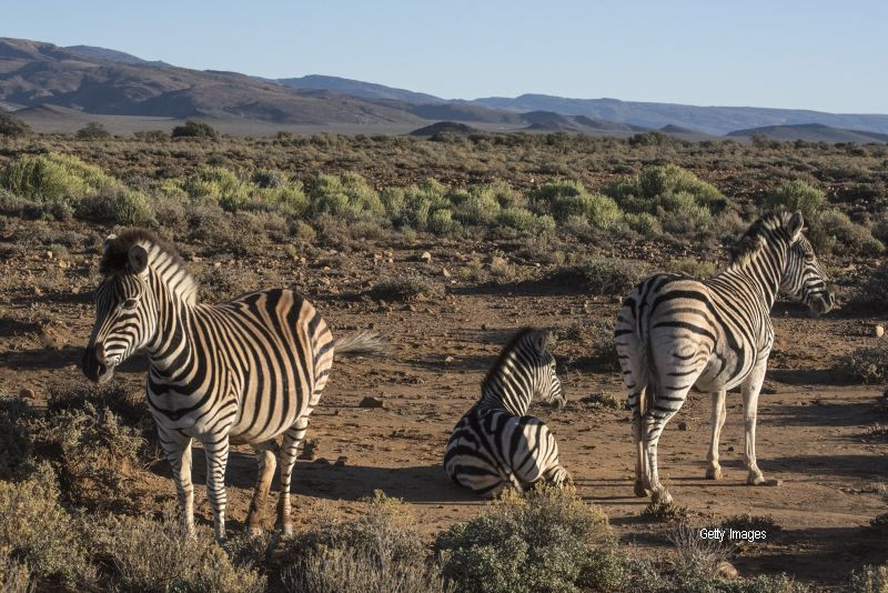 Scena revoltatoare la o gradina zoologica din Norvegia. Ce au facut ingrijitorii cu corpul unei zebre eutanasiate