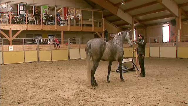 Cat va costa o lectie de calarie la cluburile de langa Bucuresti. La Saftica, un actor celebru face demonstratii de dresaj