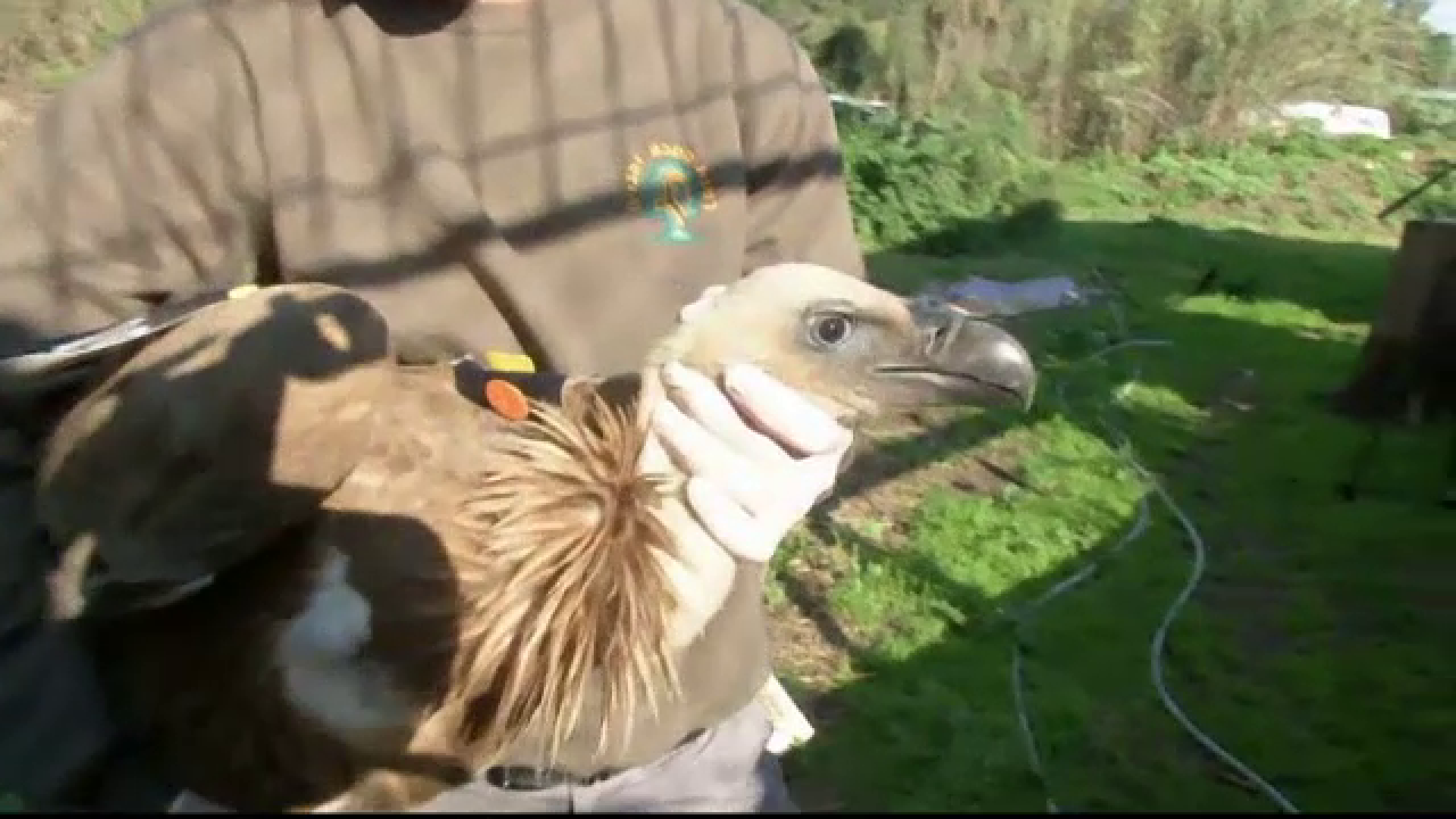 Soarta vulturului acuzat de libanezi ca este spionul Israelului. Biolog: "O fi spionat niste capre, nimic mai mult"