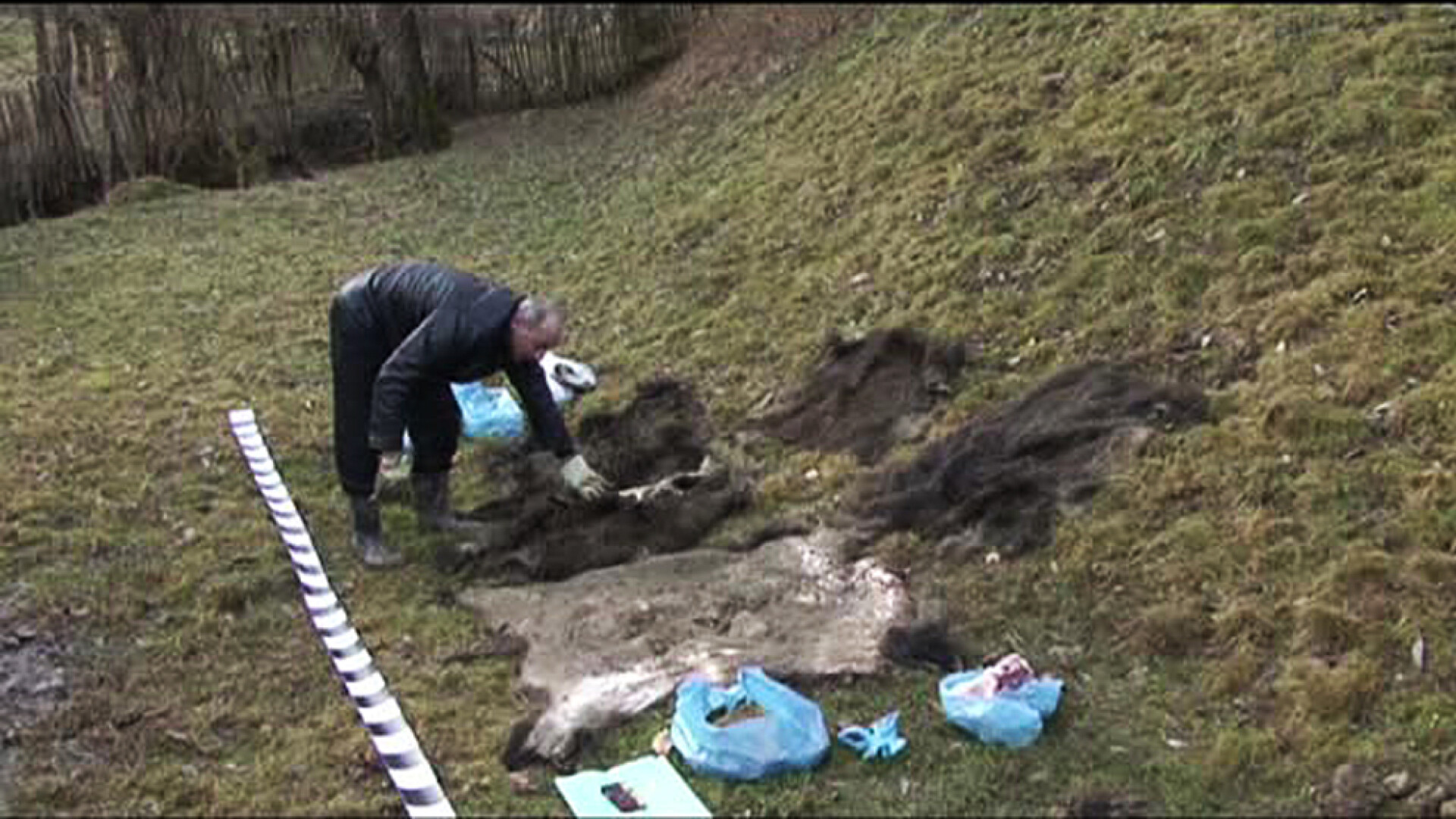 Actiune a politiei impotriva unui grup de braconieri din Arges. Ce au dezgropat oamenii legii in curtea unei case