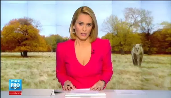 Doi ursi subnutriti de la un ZOO din Armenia, adusi de urgenta la Zarnesti. Animalele au ajuns sa cantareasca doar 50 de kg