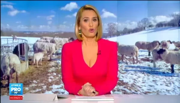 Oierii ameninta cu noi proteste si blocarea drumurilor. Sa doteze ursii cu mobile, sa stim cand sa dam drumul la caini