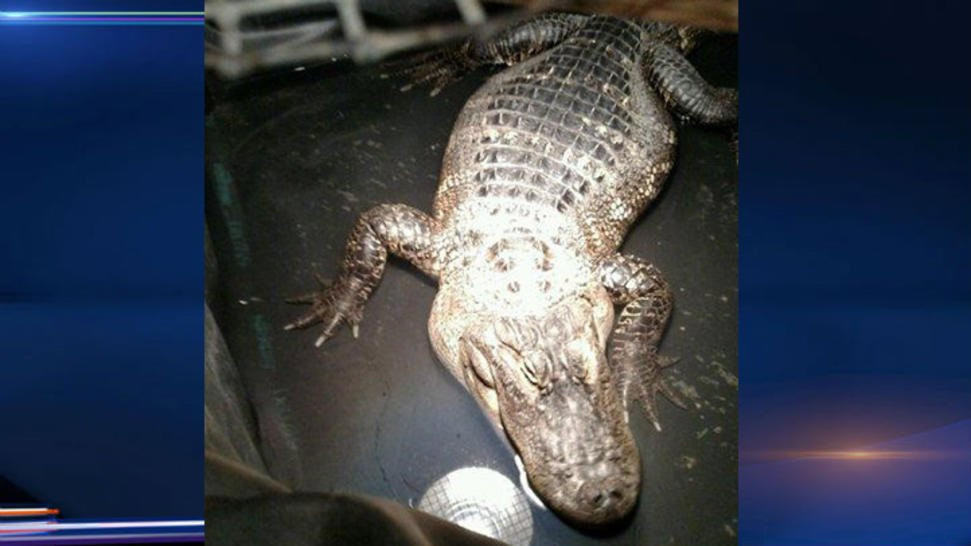 Un american a tinut ascuns in subsolul casei un crocodil timp de 26 de ani. Greseala care l-a dat de gol