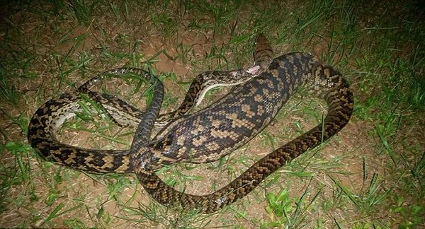 Au descoperit un piton urias in curtea casei si s-au speriat cand l-au vazut. Ce inghitise sarpele