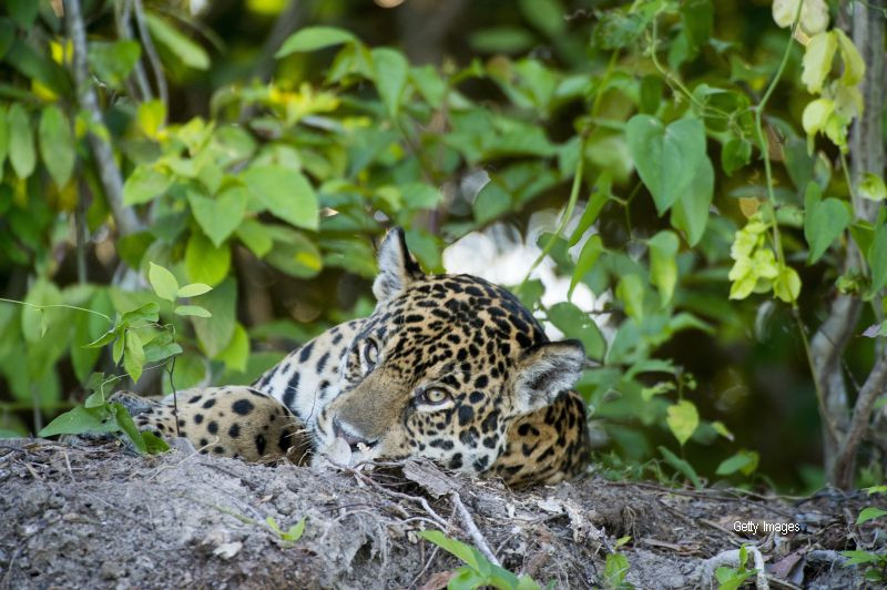 Imagini rare cu "El Jefe", singurul jaguar salbatic ramas in America. Specia este acum pe cale de disparitie: VIDEO