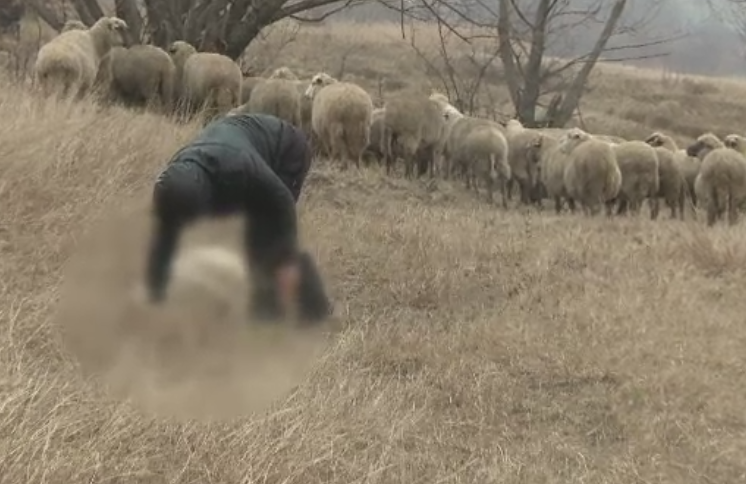 Zeci de oi moarte zac pe un teren al primariei intr-o comuna din Giurgiu. "Cine poate sa omoare aceste animale nevinovate?"