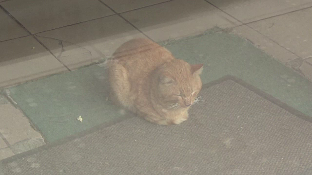 O pisica a ramas blocata intr-un magazin sigilat de ANAF inainte de Craciun. Epopeea motanului ce nu poate fi salvat