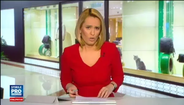 O pisica a ramas blocata intr-un magazin sigilat de ANAF inainte de Craciun. Epopeea motanului ce nu poate fi salvat