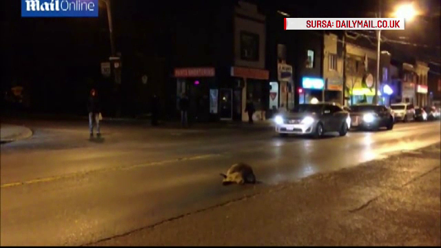 Momentul emotionant in care un raton incearca sa-si trezeasca "amicul" lovit de masina. Scenele i-au induiosat pe trecatori