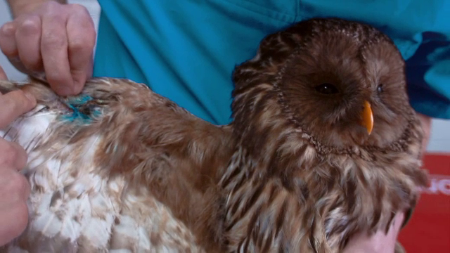 Ce poti face daca vezi un animal ranit pe marginea drumului. Veterinarii voluntari au lansat numarul SOS Animale Salbatice