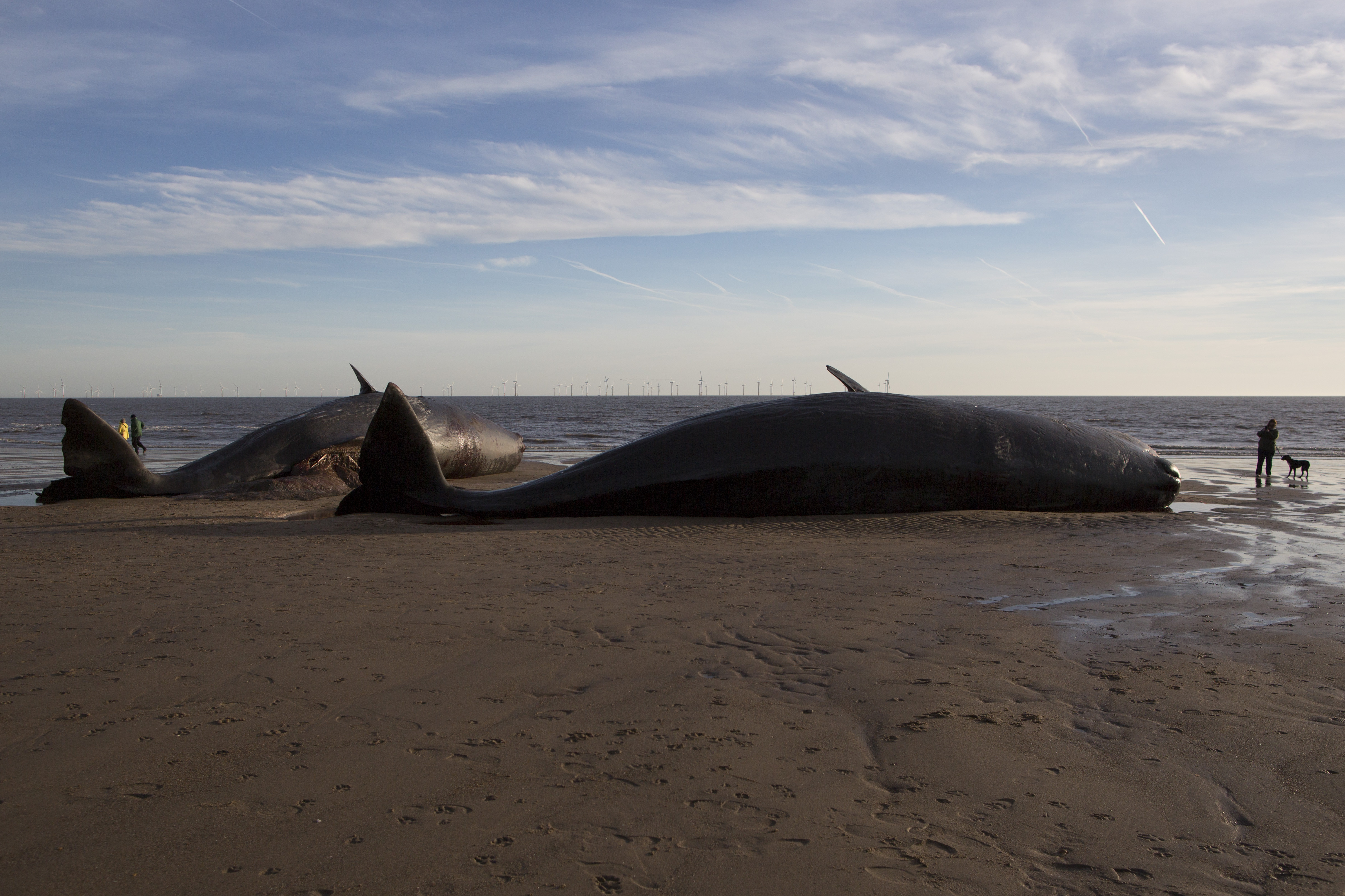 Opt balene au fost gasite moarte, dupa ce au esuat pe o plaja din Germania. Imaginile surprinse de localnici