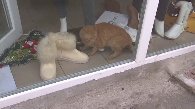 Mobilizare de forte, pentru a salva pisica blocata intr-un magazin inchis de ANAF. Cum s-a terminat operatiunea