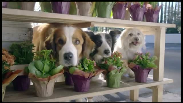 Cele mai haioase reclame de la SuperBowl. Sumele imense cheltuite pentru productia clipurilor