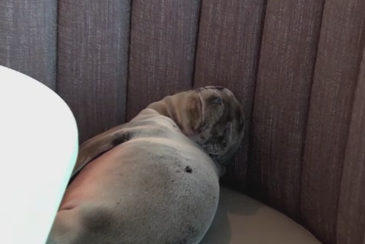 Un leu de mare a facut senzatie intr-un restaurant dupa ce s-a asezat pe o canapea si s-a culcat. Reactia angajatilor