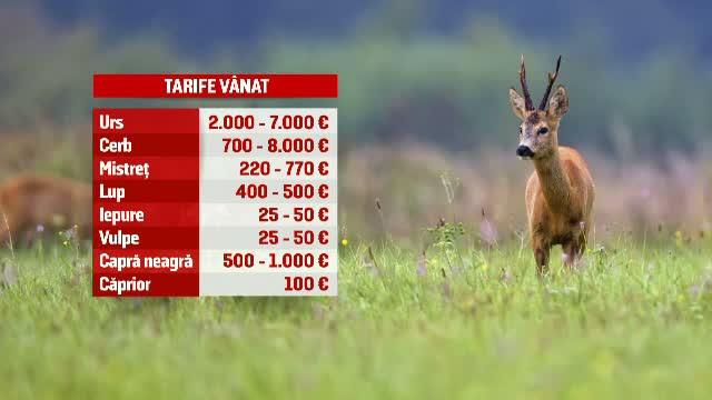 Vanatoarea, hobby pentru romanii, dar si strainii cu bani. Sumele imense platite pentru vanatul de mistret sau vulpe