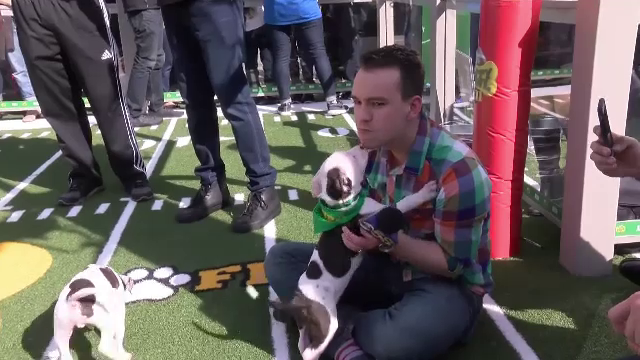 Cainii sunt mai iubitori decat pisicile, arata un studiu. Metoda prin care oamenii de stiinta au ajuns la aceasta concluzie