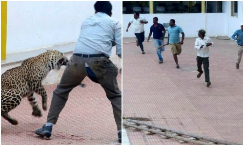 Panica intr-o scoala din India. Un leopard care a patruns in interior a ranit sase persoane. VIDEO