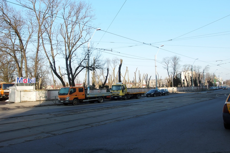 Zeci de arbori din Cimitirul Evreiesc din Capitala au fost "ciuntiti". FOTO
