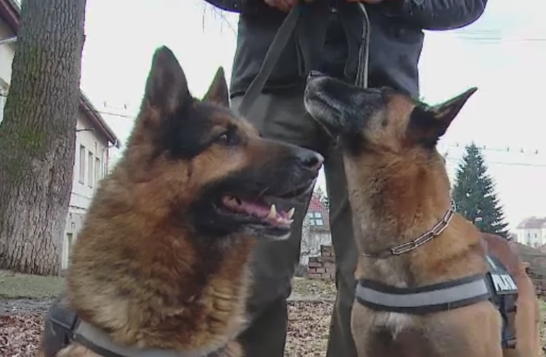 Ciobanestii germani Ax si Uzi, din cadrul IPJ Mures, se retrag la pensie dupa un deceniu de prins infractori