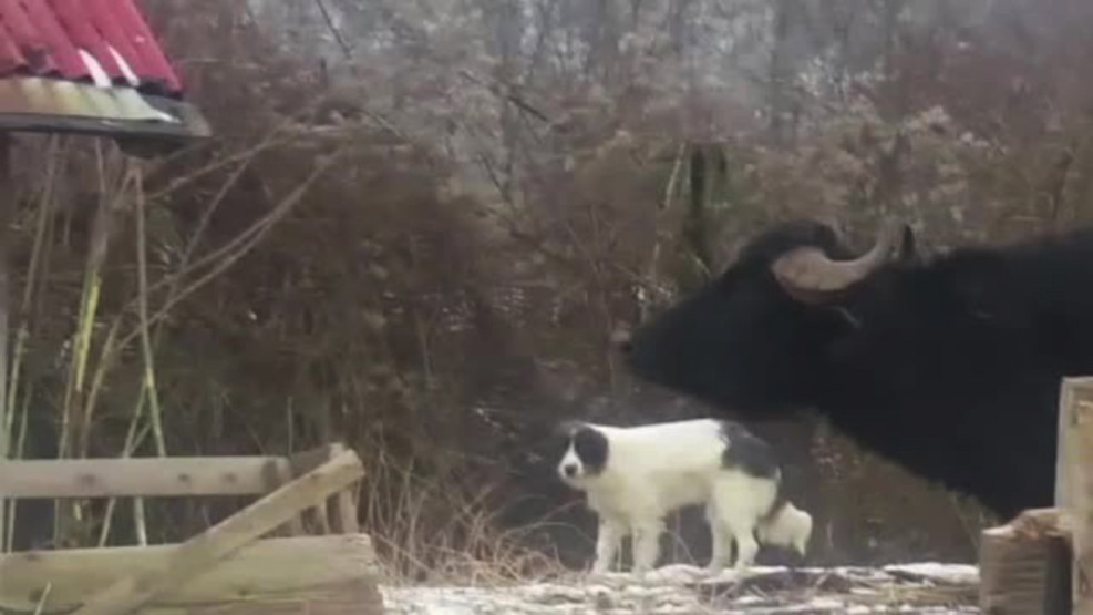 Un sat din Romania traieste sub teroarea bivolilor unui fermier. "Politia nu s-a dat jos din masina de frica"