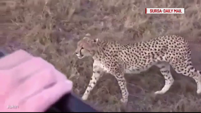 Experienta pe care turistii nu o vor uita. Un ghepard a sarit pe masina in care se aflau si le-a "dat voie" sa-l fotografieze