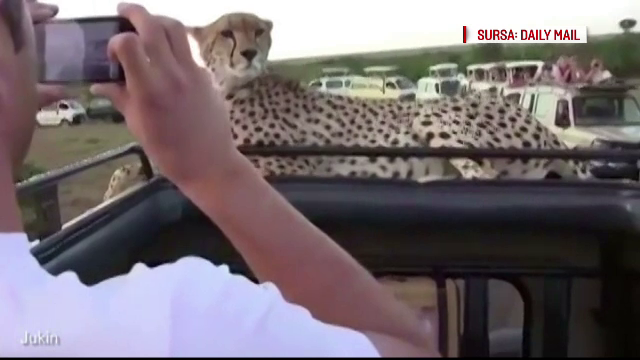 ghepard