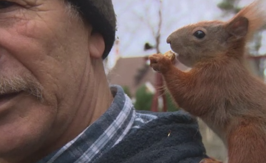 Prietenia neobisnuita dintre un polonez si o veverita gasita in padure. Pitek are propria ei camera