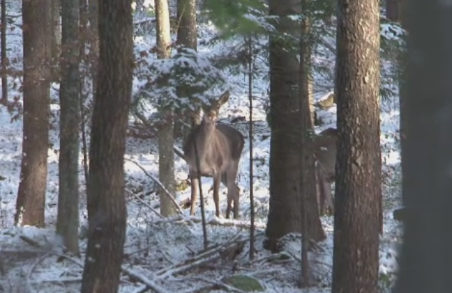 Cerbi si mistreti vanati fara autorizatie, in farfuria clientilor unor restaurante. Functionari publici, implicati in dosar