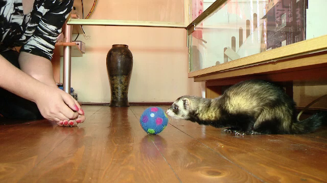 La tara sunt alungati de stapani, la oras sunt rasfatati. Dihorii au ajuns printre cele mai cautate animale de companie