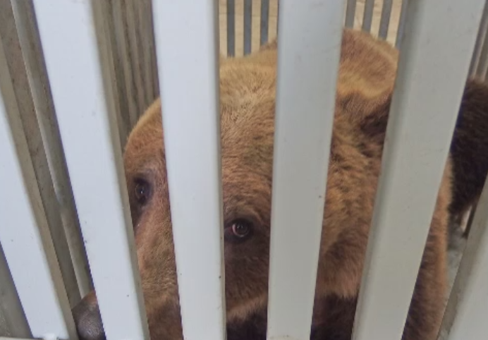 Ursul care s-a plimbat pe strazile din Ploiesti, in Ajunul Craciunului, dus la rezervatia din Zarnesti si eliberat in padure