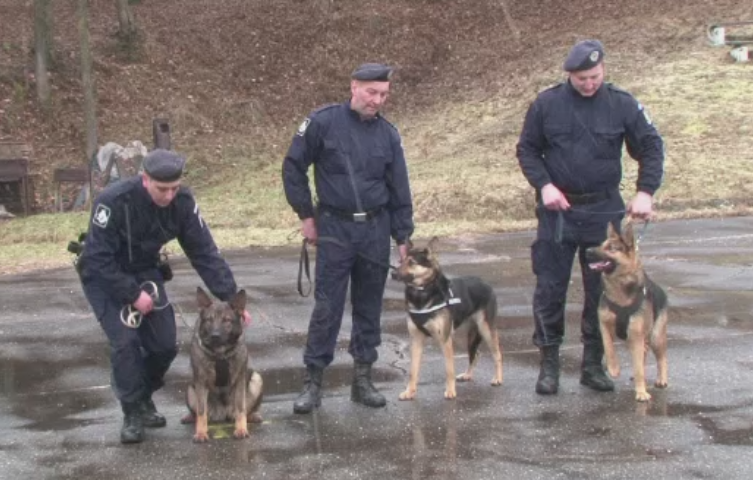 Angajatii model ai MAI. Cine sunt cainii Jandarmeriei din Bistrita, antrenati sa faca fata celor mai dificile misiuni