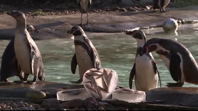 Ziua Indragostitilor la zoo, in Londra. Pinguinii au primit peste congelat in forma de inima