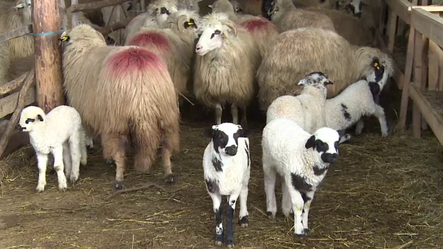Ciobanii au gasit rezolvarea la problema natalitatii oilor in preajma Pastelui. Berbecii vor avea parte de restrictii