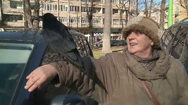 O localnica i-a salvat viata, iar de atunci cioara Coco a devenit mascota orasului Arad. "Mi se pare foarte prietenoasa"